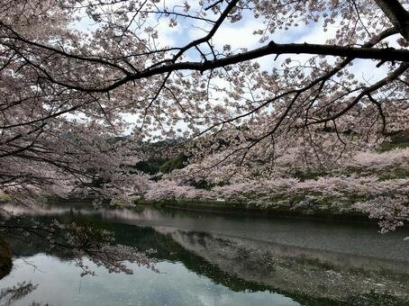 🌸 니와키 댐 이미지 7